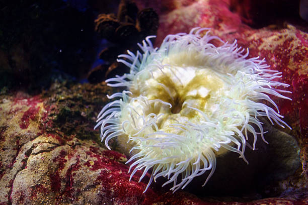 Sea anemone sitting on a vibrant reef, showing its delicate tentacles moving underwater