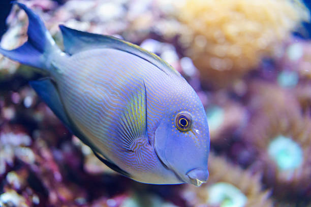 Blue tang fish swimming in clear water alongside colorful coral reef