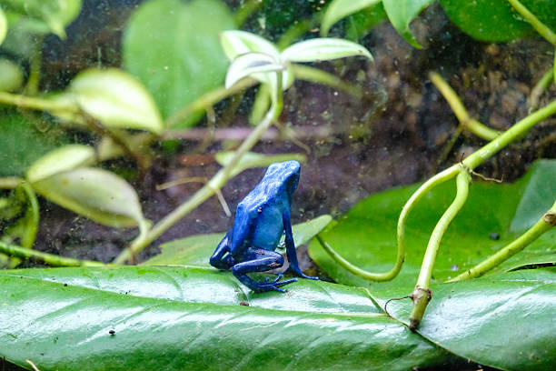 Vibrant blue poison dart frog perching on a lush green leaf in a tropical terrarium
