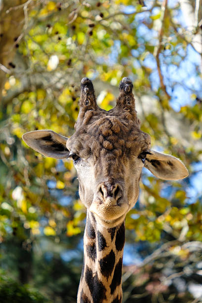 Giraffe head and neck focusing on camera with blurred autumn leaves in background
