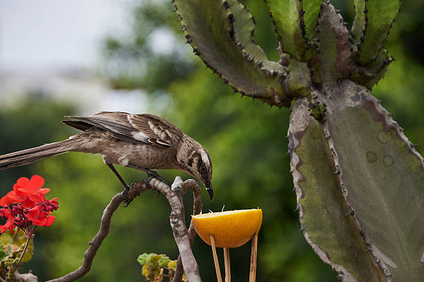 istock Long-tailed mockingbird in the foreground feeding freely on fresh, sweet fruit. 2247359318