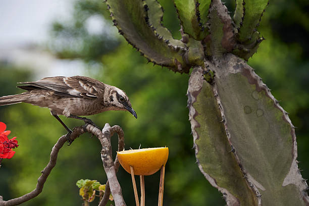 Long-tailed mockingbird in the foreground feeding freely on fresh, sweet fruit.