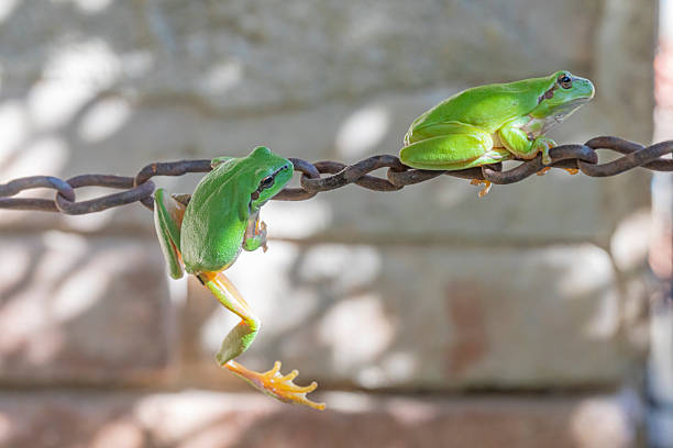 Mediterranean tree frog (Hyla meridionalis)