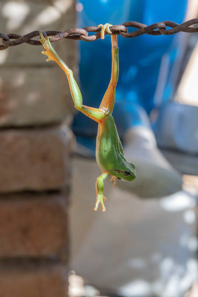 Mediterranean tree frog (Hyla meridionalis)
