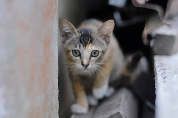 Portrait of a small, adorable calico kitten with large green eyes looking directly at the camera while hiding in the shadows.