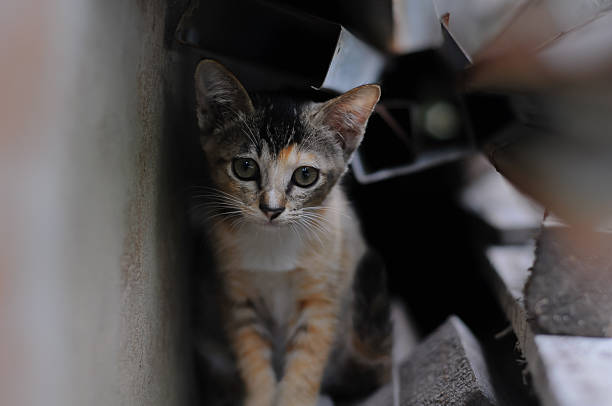 istock Portrait of a small, adorable calico kitten 2247360974