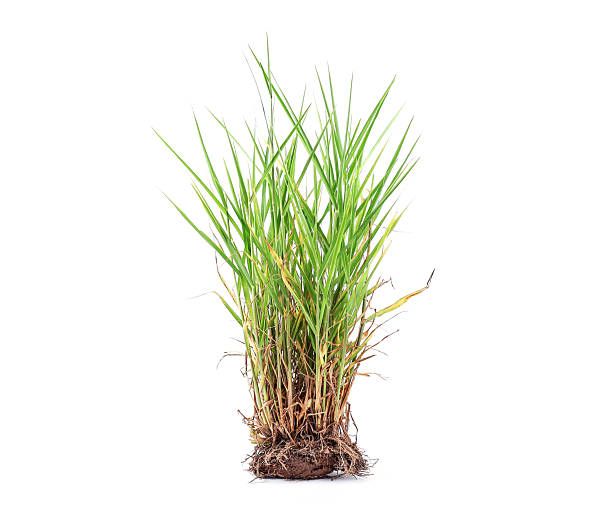 istock A lush green natural grass clump isolated on a white background. 2247361922