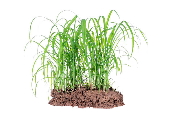 istock Natural green grass or weeds isolated on white background. 2247361933