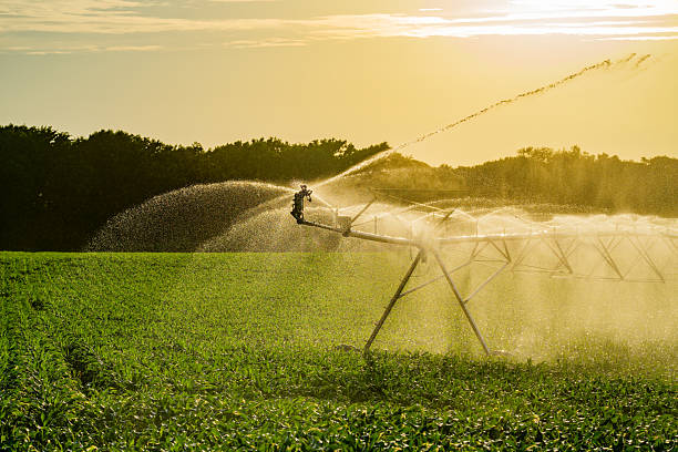 istock Irrigation system is watering summer field. Automatic Sprinkler irrigation system watering in the vegetable farm. Sprinkler Irrigation system for watering a farm lawn. Agriculture irrigation. 2247362250