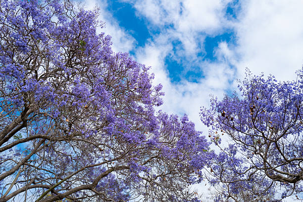 istock Spring blossom banner. The Spring. Pink violet blossom tree on blue sky background. Spring blossom, branch of a blossoming tree. 2247363773