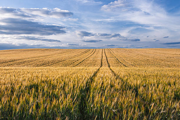 istock Vast golden wheat fields under a dramatic sky in Aljarafe, Spain 2247364838
