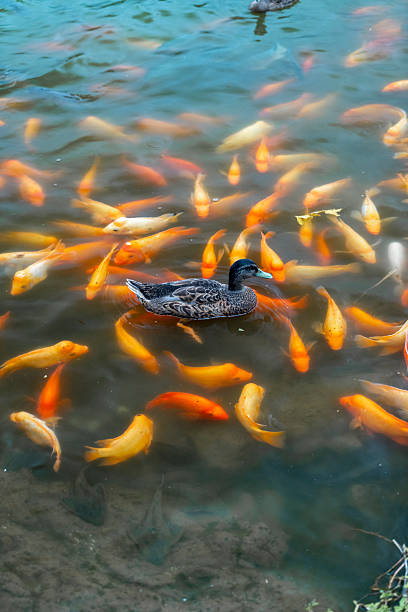 istock school of pond koi fish 2247365495