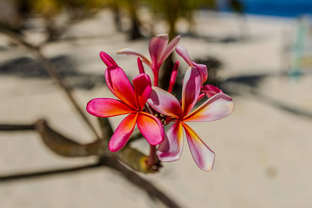 A close-up shot of a pink and white flower resting on soft beach sand in Indonesia. The image captures delicate petals, natural textures, and a calm coastal atmosphere, highlighting the contrast between vibrant color and the neutral shoreline