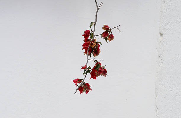 istock Branch with Red Flowers Against White Wall 2247367640
