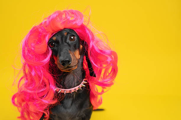 istock Dachshund with pink wig and collar on vibrant yellow background 2247369258