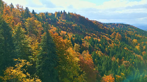 istock Autumn Forest with Colorful Foliage on a Mountain Ridge 2247369312
