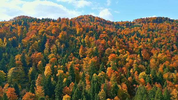 istock Autumn Forest on Mountain Ridge with Colorful Foliage 2247369332