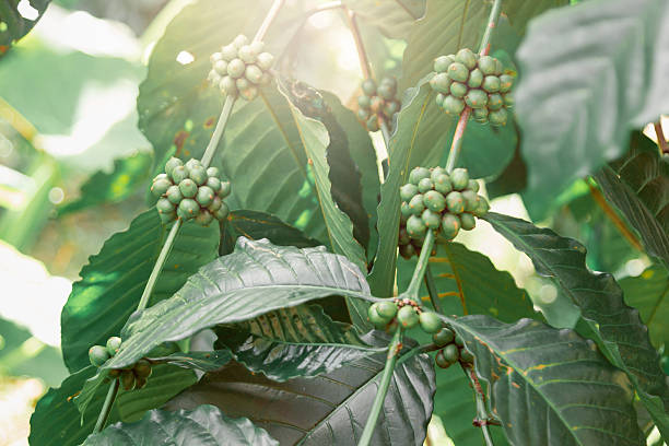 Coffee Beans on Branch: A close-up view captures the vibrant essence of coffee cultivation, showcasing a branch laden with ripening coffee beans in various stages of development.