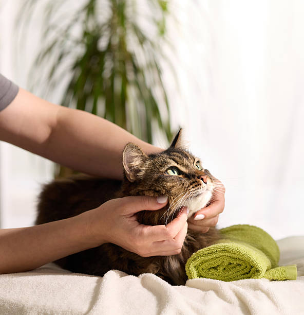 istock Cat enjoying gentle face massage on grooming table 2247369614