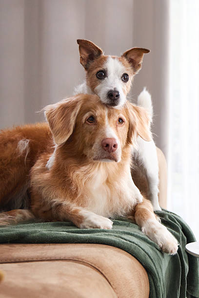 istock Retriever and Jack Russell lying together on couch 2247369616