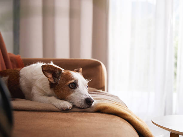 istock Jack Russell resting alone on indoor armchair 2247369623