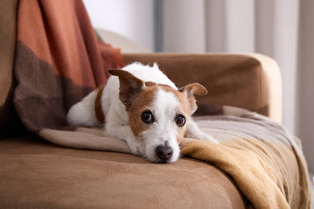 istock Jack Russell gazing ahead on warm-toned couch 2247369625