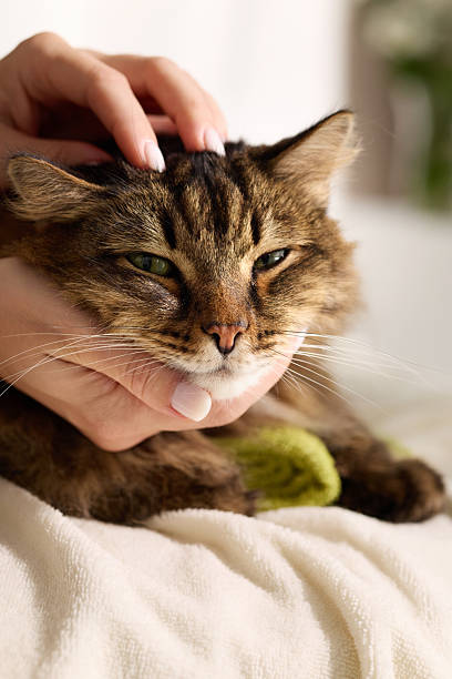 istock Cat with closed eyes being massaged on towel 2247369634