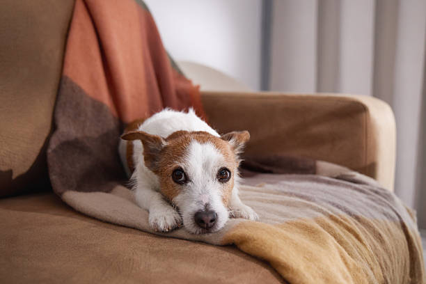 istock Jack Russell lying on beige couch with blanket 2247369707