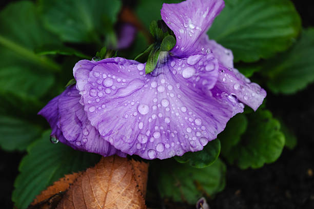 A close-up view of a purple pansy covered in fresh water droplets, surrounded by rich green leaves and a fallen brown leaf. The delicate petals glisten with moisture, highlighting their soft texture and vibrant color. The scene evokes a fresh, natural atmosphere after rainfall.