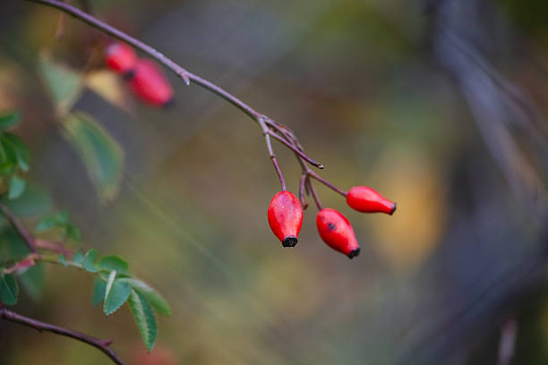 A small cluster of bright red rose hips hangs from a thin branch with yellowing leaves, set against a softly blurred background. The vivid berries contrast with the muted autumn colors, emphasizing seasonal change. The close-up composition highlights natural textures and delicate details.