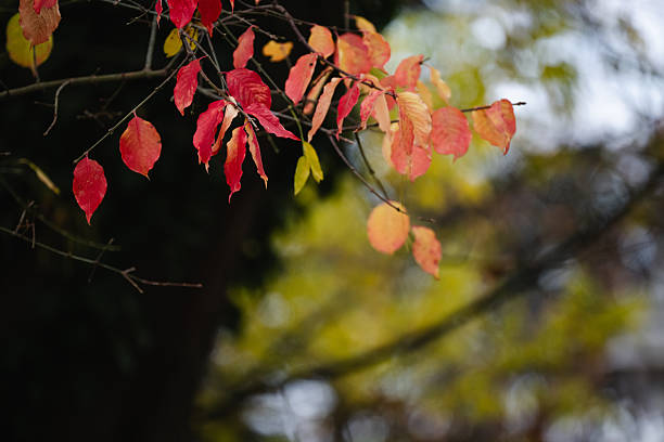 A delicate branch displays clusters of red and orange autumn leaves set against a softly blurred forest background. The muted tones enhance the warm colors and gentle textures of the foliage. The image captures a calm, seasonal atmosphere in nature.