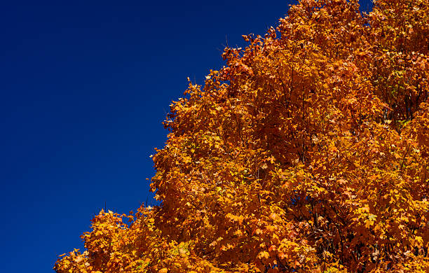 Autumn foliage background. Autumn fall leaves of maple trees. Autumnal fall tree in sunlight. Natural autumn background. Autumnal background. Golden maple branches. Natures autumn palette.