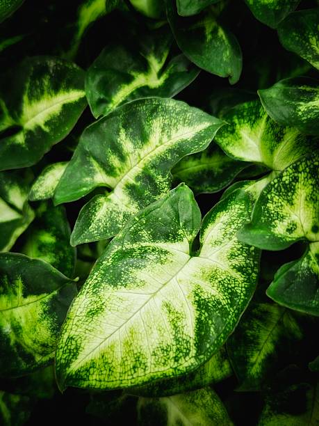 istock Variegated Syngonium Leaves Close-Up 2247373082