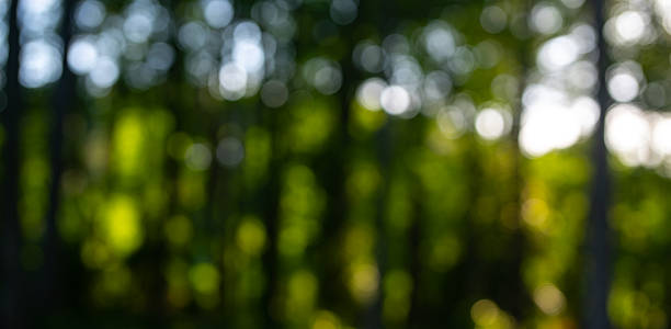 istock Green nature. Blur forest background. Greenery summer nature background. Green lush environment. Blurry green leaves in forest. Nature pattern with leaves. Blurred background of greenery nature. 2247373188