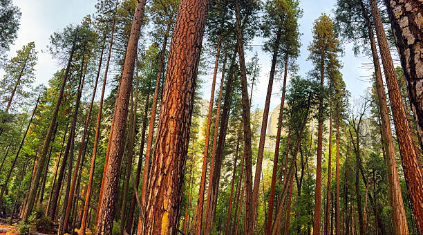 istock Ponderosa Pines Trees In Yosemite Valley 2247374421