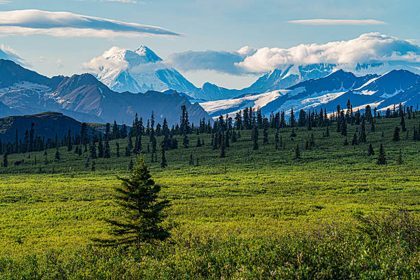 istock Mt Heyes looms over Alaskan meadow. 2247375838