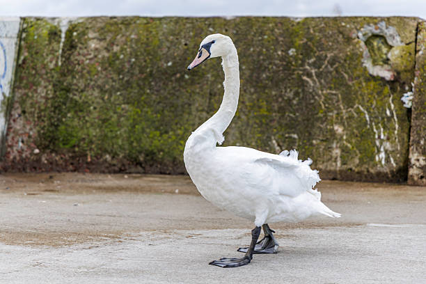 istock White Swan in Profile by Decaying Concrete Wall 2247376193
