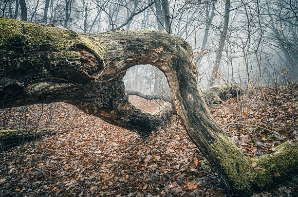 istock Fairytales woodland 2247376941