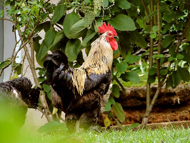istock Cock in the garden 2247377304
