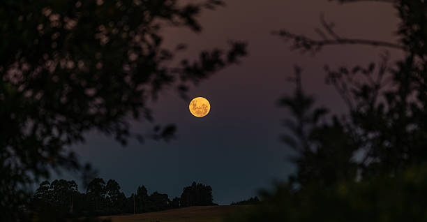 istock Full Moon rising beweteen trees romantic yellow color 2247377398