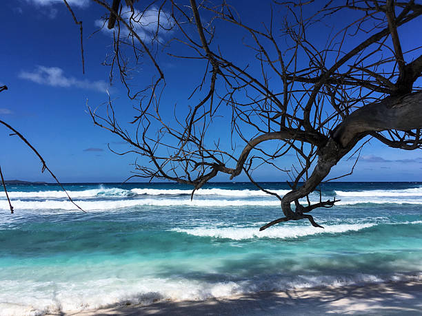 Cloudy Morning Light on Driftwood and The Sandy Shore of Lydgate Beach, Lydgate Beach Park, Kauai, Hawaii, USA