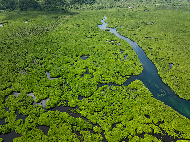 istock Mangrove forest with winding river through green vegetation. Siargao, Philippines. 2247378737