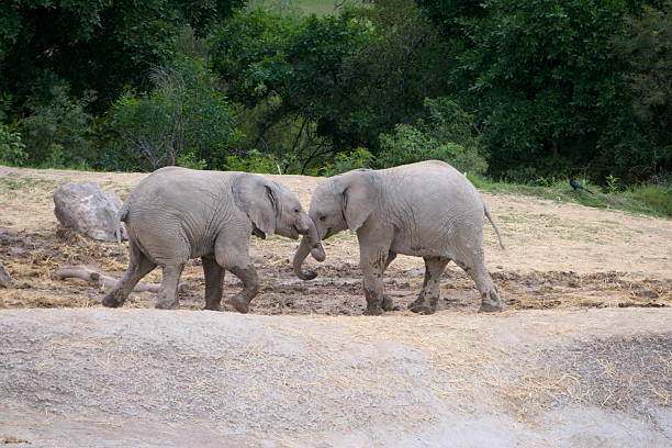 Two young elephants touch trunks while walking across a dry, open area with green trees in the background. The playful interaction captures bonding and social behavior in these intelligent animals. Useful for concepts about wildlife, conservation, family, friendship and safari tourism.
