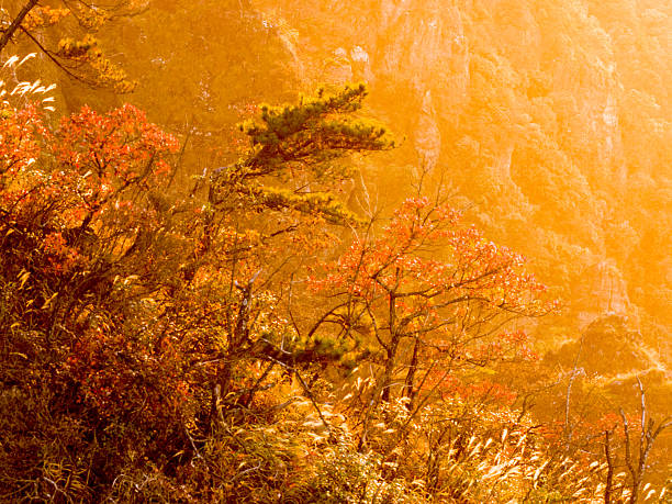 Autumn red leaves, Lushan Mountain, China