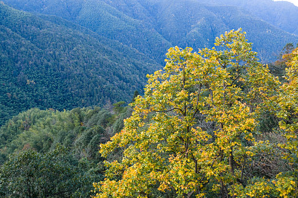 Autumn red leaves, Lushan Mountain, China