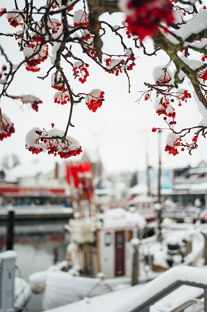 istock Snow-covered red berries above the harbor in Heiligenhafen, Germany 2247386059