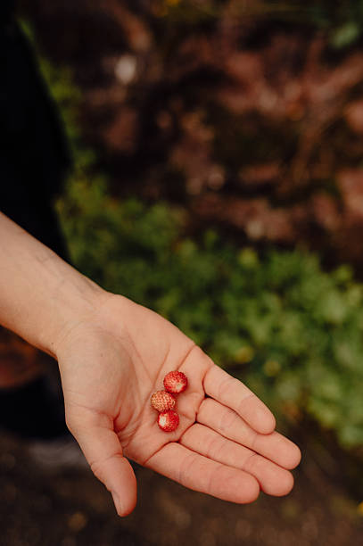 istock Hand holding freshly picked wild strawberries in Bad Hindelang 2247386139