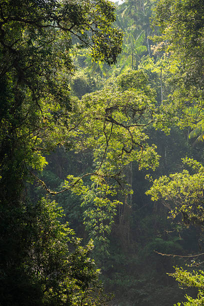 istock Beautiful view to green atlantic rainforest waterfall in Itatiaia 2247386853