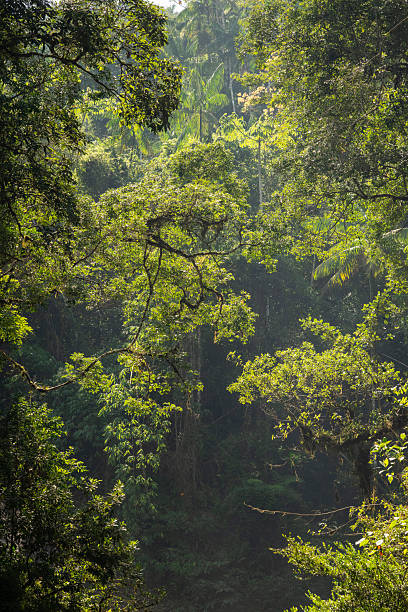 istock Beautiful view to green atlantic rainforest waterfall in Itatiaia 2247386906