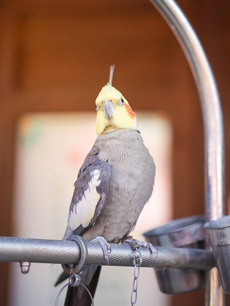 istock A Cockatiel Perched on a Metal Rod in a Cage Environment 2247389036
